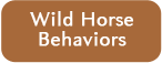 Read More About Wild Horse Behaviors