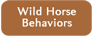 Read More About Wild Horse Behaviors